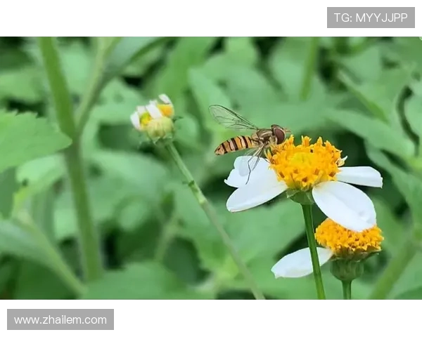 鏉庣杞細椋庝簯锛氫袱瀹朵腑瓒呯悆闃熺珵閫愶紝娌冲崡闃熸槑纭湭鍙備笌璋堝垽